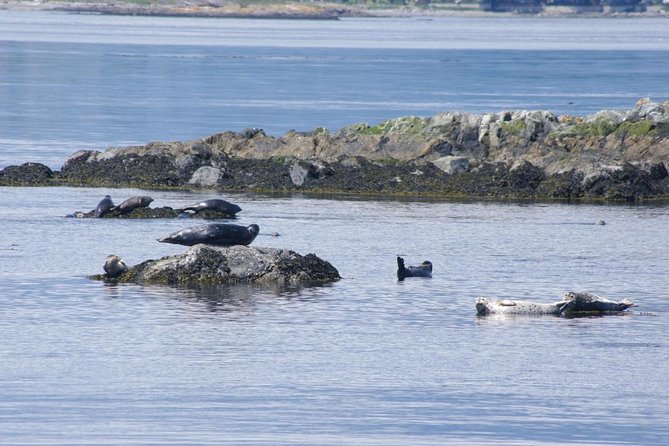 Victoria Shore Excursion: Whale-Watching Cruise with Expert Naturalist Guides - Orcas and sea lions in a tight 3-hour window from Victoria