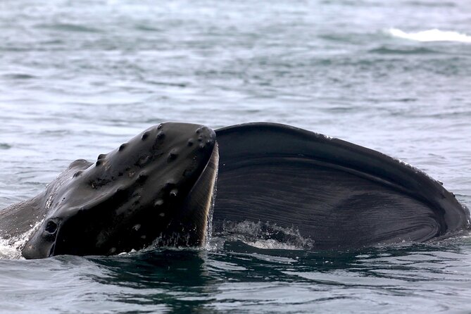 Victoria Shore Excursion: Whale-Watching Cruise with Expert Naturalist Guides - The 3-hour wildlife search: what each stretch feels like