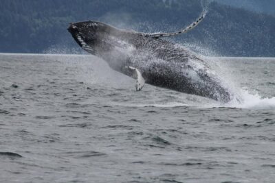 Victoria Shore Excursion: Whale-Watching Cruise with Expert Naturalist Guides - On the water with naturalist guides (and Ron Bates, sometimes)