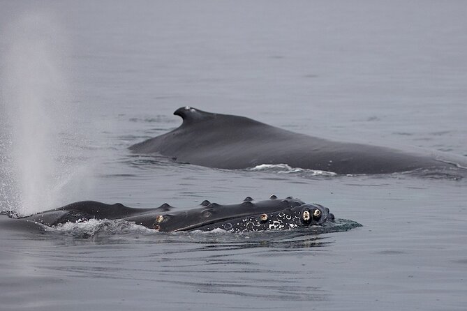 Victoria Shore Excursion: Whale-Watching Cruise with Expert Naturalist Guides - What you can realistically expect to see off Victoria