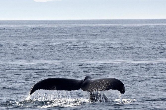 Victoria Shore Excursion: Whale-Watching Cruise with Expert Naturalist Guides - Comfort on board: indoor/outdoor viewing and staying warm