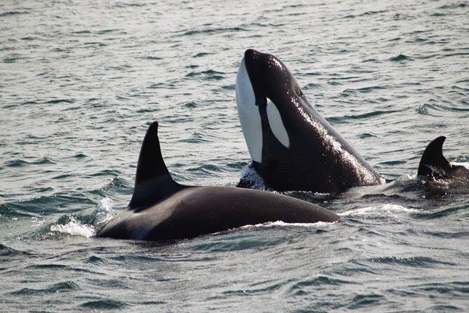 Victoria Shore Excursion: Whale-Watching Cruise with Expert Naturalist Guides - Practical tips so you get more from the experience