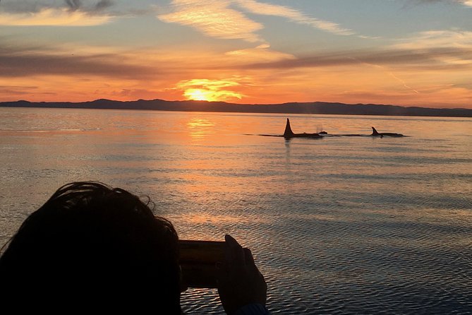 Victoria Sunset Whale-Watching Cruise - Key highlights at a glance
