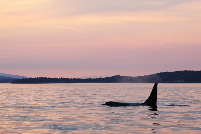 Victoria Sunset Whale-Watching Cruise - The real appeal: sunset whale-watching off Victoria