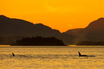 Victoria Sunset Whale-Watching Cruise - Price and what you really get for $138
