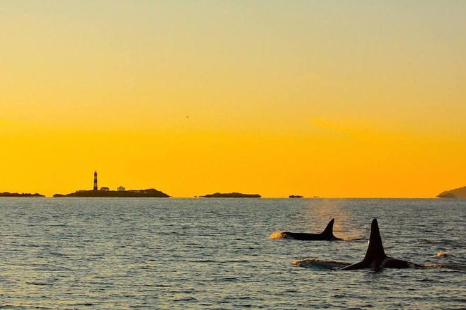 Victoria Sunset Whale-Watching Cruise - Animals beyond whales: why this tour feels like more than a single hunt