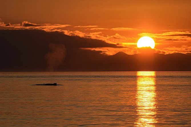 Victoria Sunset Whale-Watching Cruise - The guide experience: naturalist commentary and real crew names