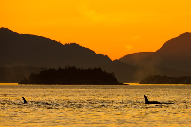 Victoria Sunset Whale-Watching Cruise - Price and what you really get for $138