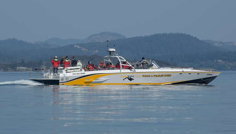 Victoria: Sunset Whale Watching Tour on an Open Scarab Boat - Timing the Salish Sea at golden hour