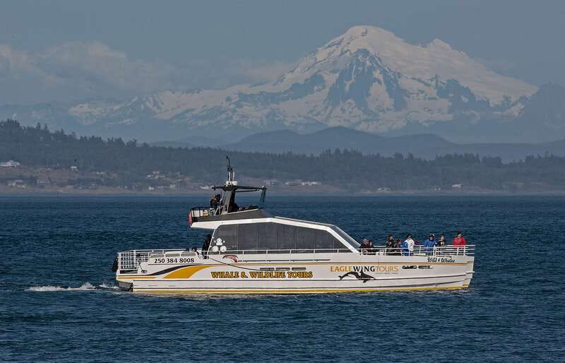 Victoria: Sunset Whale Watching Tour on Semi-Covered Boat - The Catamaran Experience: Semi-Covered, Fast, and Built for Comfort