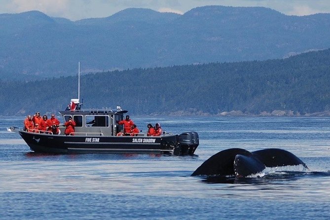 Victoria Ultimate Marine Whale & Wildlife Tour - Starting at Five Star Whale Watching in Victoria