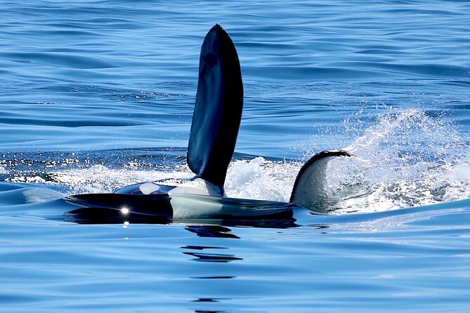 Victoria Ultimate Marine Whale & Wildlife Tour - Indoor and top-deck viewing: pick your comfort strategy