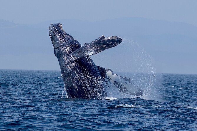 Victoria Ultimate Marine Whale & Wildlife Tour - Price and value for a Victoria whale watching tour