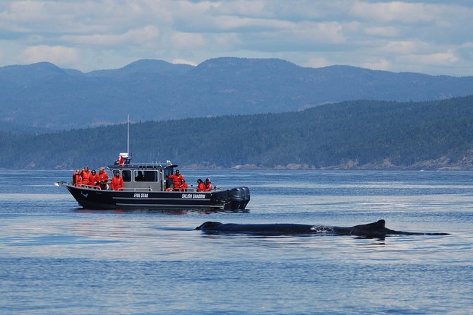 Victoria Ultimate Marine Whale & Wildlife Tour - Should you book this tour?