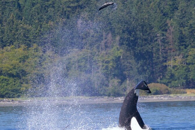 Victoria Ultimate Marine Whale & Wildlife Tour - The Salish Sea route that changes minute by minute