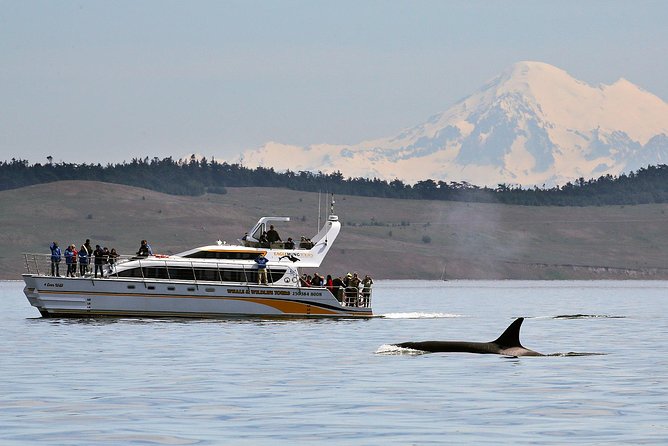 Victoria Whale and Wildlife Cruise - Key things to know before you go