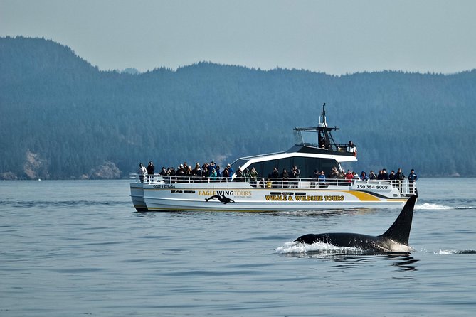 Victoria Whale and Wildlife Cruise - Whale sighting guarantee: how to think about the return-for-free offer