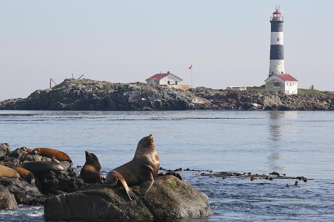 Victoria Whale and Wildlife Cruise - The naturalist-led hunt: how spotting and stories work together