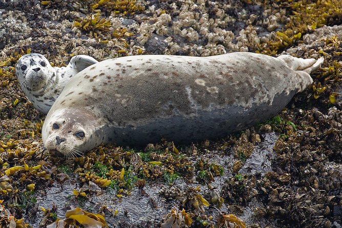 Victoria Whale and Wildlife Cruise - What you can actually spot in the Salish Sea