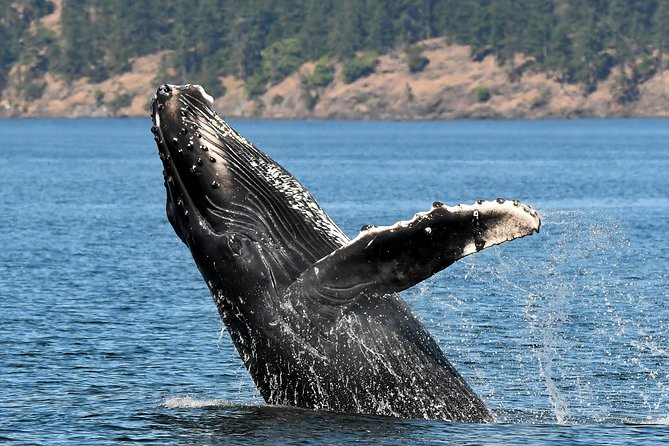 Victoria Whale and Wildlife Cruise - How to dress for success: warm layers, wind control, and where to focus