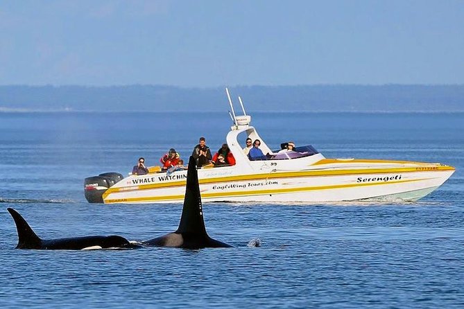 Victoria Whale and Wildlife Cruise - Price breakdown and value: is $146.17 worth it?