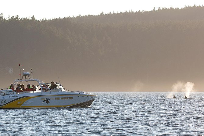 Victoria Whale and Wildlife Cruise - Boat comfort in Victoria weather: open powerboats vs semi-covered catamarans