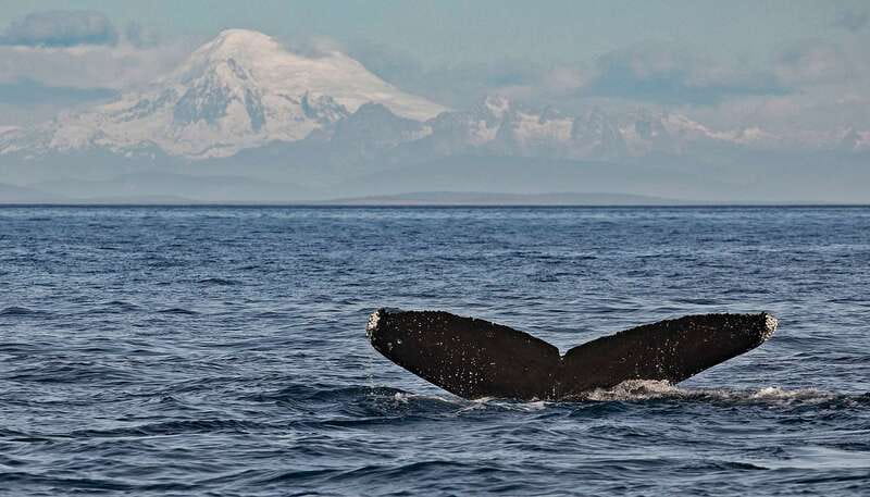 Victoria: Whale and Wildlife Semi-Covered Boating Tour - What the 98% sighting success rate really means for your expectations