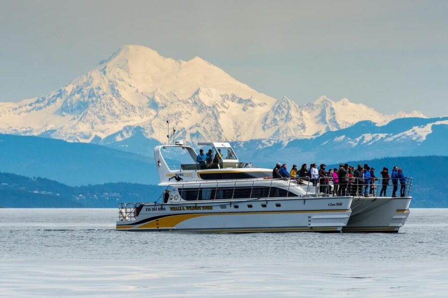 Victoria: Whale and Wildlife Semi-Covered Boating Tour - Naturalist-led watching: why the guide role is the heart of the trip