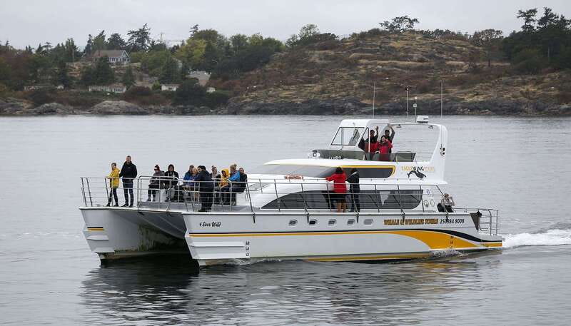 Victoria: Whale and Wildlife Semi-Covered Boating Tour - Who this whale-and-wildlife catamaran is best for (and who should think twice)