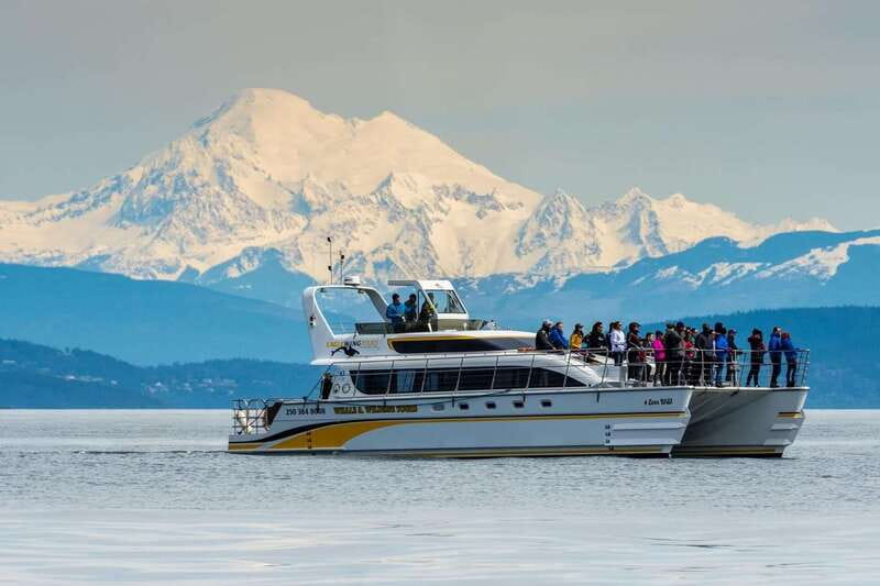 Victoria: Whale and Wildlife Semi-Covered Boating Tour - Four hours on the water: how “multiple wildlife stops” plays out