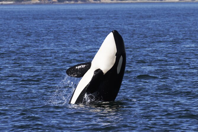 Victoria Whale Watch Tour - What the naturalists add (and why questions matter)