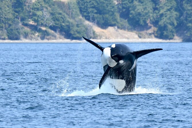 Victoria Whale Watch Tour - Comfort that matters: hot drinks, warm gear, and chilly surprises