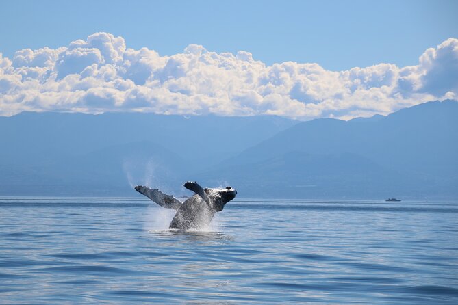 Victoria Whale Watch Tour - Value for money: what $126.92 buys you in real life