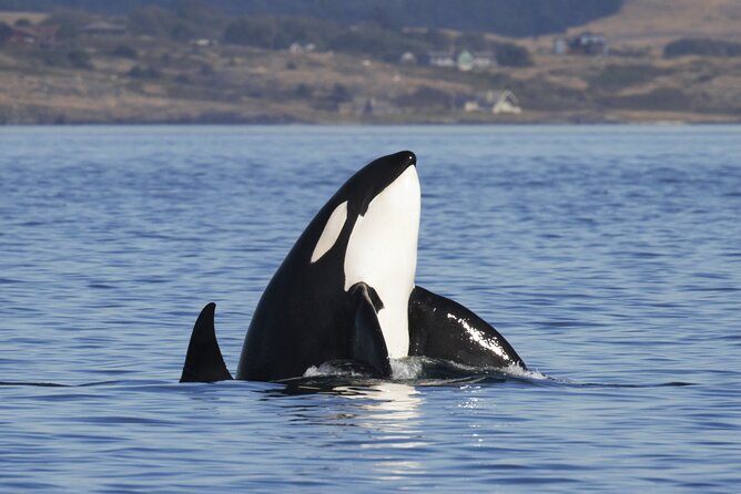 Victoria Whale Watch Tour - Wildlife spotting in the Salish Sea: what you’re actually looking for