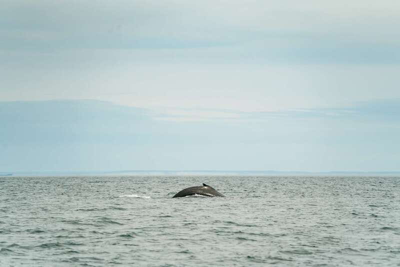 Victoria: Whale Watching Adventure in a Zodiac Boat - Key things I’d pencil into your day
