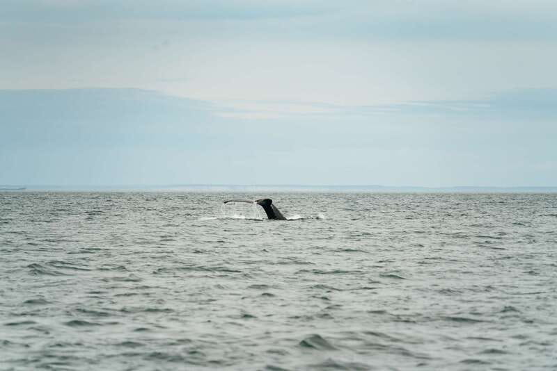 Victoria: Whale Watching Adventure in a Zodiac Boat - Practical tips so you enjoy the wind, not fight it