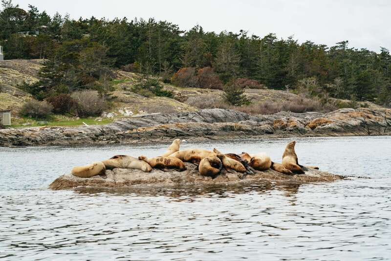 Victoria: Whale Watching Adventure in a Zodiac Boat - How your Transport Canada-approved skipper turns chances into sightings