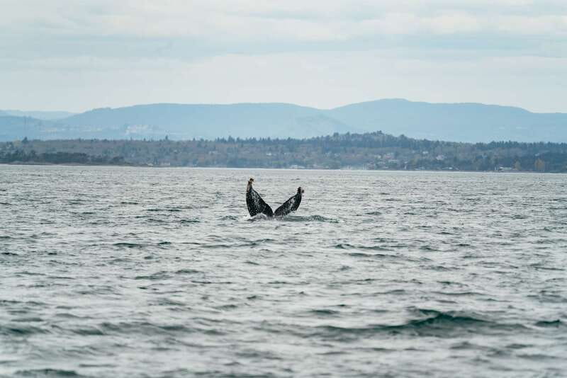 Victoria: Whale Watching Adventure in a Zodiac Boat - What comes with your ticket (and what doesn’t)