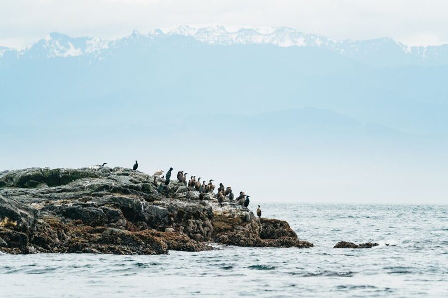 Victoria: Whale Watching Adventure in a Zodiac Boat - Comfort and safety: suits, rules, and who should think twice