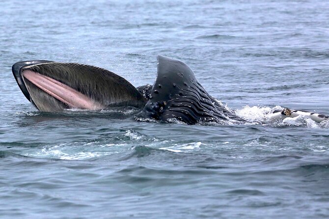 Victoria Whale Watching Cruise with Expert Naturalists - Why Victoria’s Salish Sea Cruise Feels More Like Fieldwork