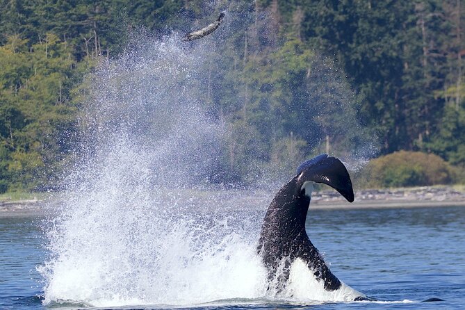 Victoria Whale Watching Cruise with Expert Naturalists - Where You Meet and How to Arrive Without Stress