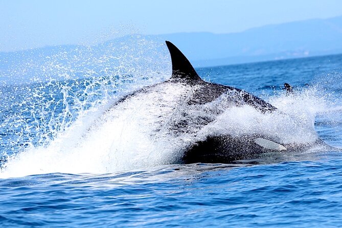 Victoria Whale Watching Cruise with Expert Naturalists - How the Captain’s Positioning Improves Your Views