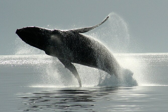 Victoria Whale Watching Cruise with Expert Naturalists - Stop 1: Five Star Whale Watching as Your Launchpad