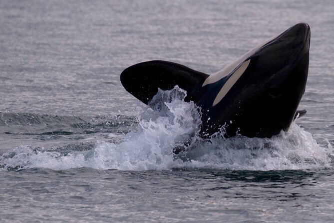 Victoria Whale Watching Cruise with Expert Naturalists - Stop 2: Victoria Waters and the Scenery You Can’t Fake