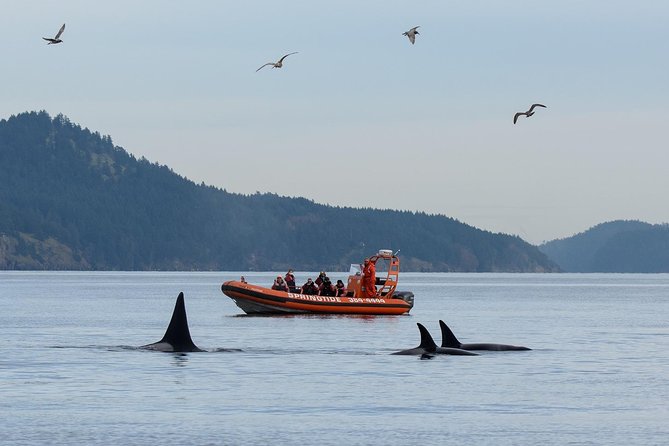 Victoria Whale Watching Tour by Zodiac - Key things to know before you go