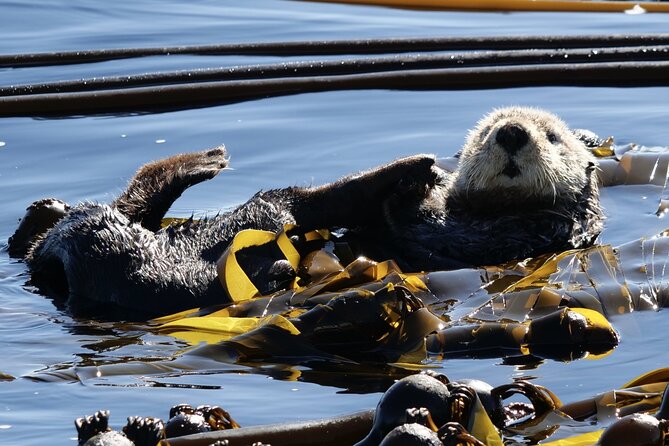 Victoria Whale Watching Tour by Zodiac - How 3 hours on the Salish Sea really plays out