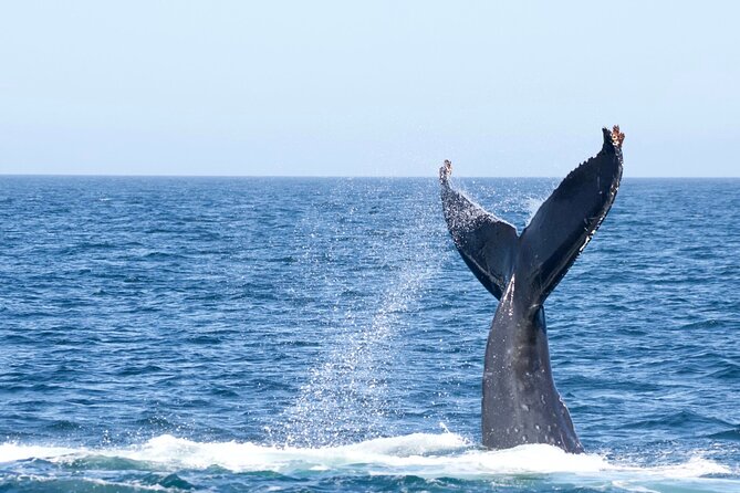 Victoria Whale Watching Tour by Zodiac - More than whales: sea lions, elephant seals, eagles, and seabirds
