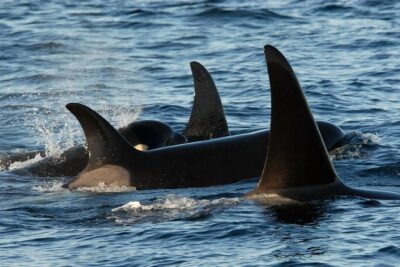 Victoria Whale Watching Tour by Zodiac - Whale watching in season: what you might see (and what changes)