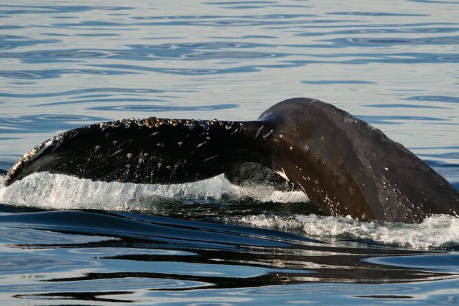 Victoria Whale Watching Tour by Zodiac - Riding close to wildlife: what the flotation suit and small boat do for you