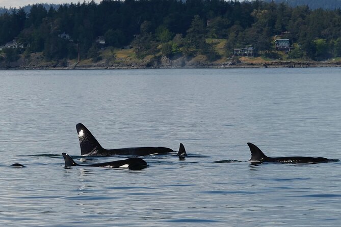 Victoria Whale Watching Tour by Zodiac - Choosing the right time: five departures and the weather factor